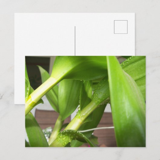 Groene Dendrobium Orchid plant closeup Briefkaart (Voorkant / Achterkant)