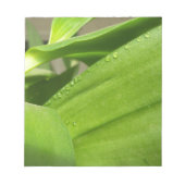 Groene Dendrobium Orchid plant closeup Notitieblok (Voorkant)