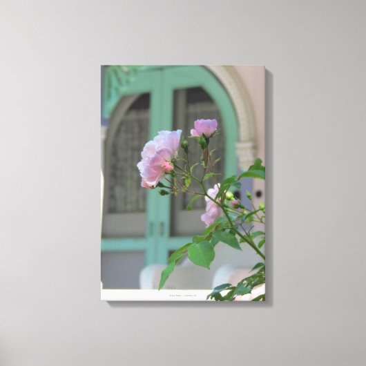 Groene deur en Roos - Martha's wijntuin Canvas Afdruk (Voorkant)