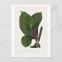 Groene Dichorisandra Mosaica bladillustratie  Briefkaart