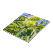 Groene doppen en bladeren van zoete kastanjeboom tegeltje (Zijkant)