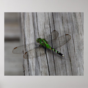 Groene Draak Poster