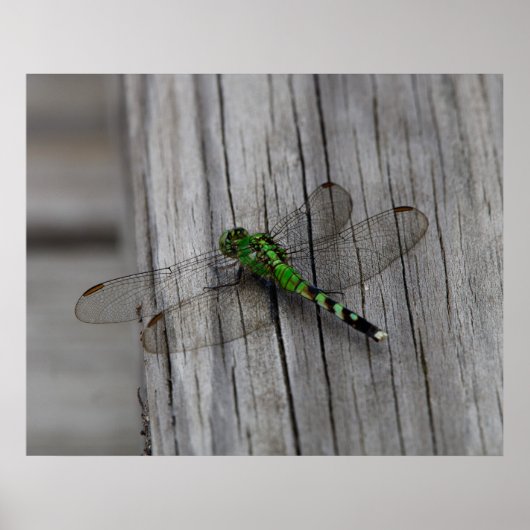 Groene Draak Poster (Voorkant)