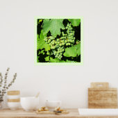 Groene druiven op wijnstokken poster (Keuken)