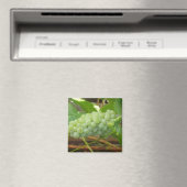Groene druiven van Californië Magneet (Insitu (Vaatwasser))