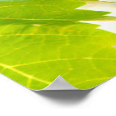 Groene druiven voor wijnstokken poster (Hoek)