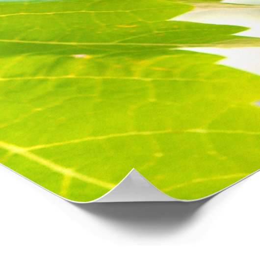 Groene druiven voor wijnstokken poster (Hoek)