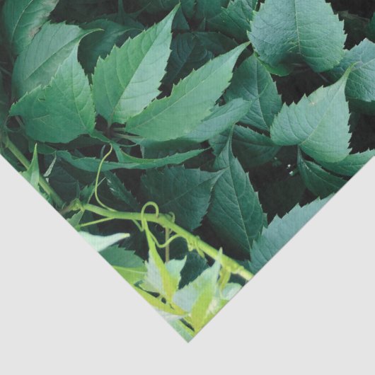 Groene druivenbladeren tissuepapier (Detail)