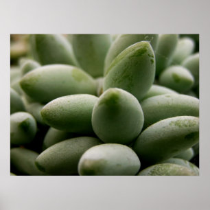 Groene Edelstenen Poster