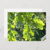 Groene eiken bladeren leeg briefkaart (Voorkant / Achterkant)