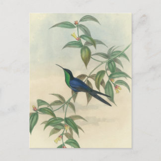Groene en Blauwe Gould Hummingbird Briefkaart