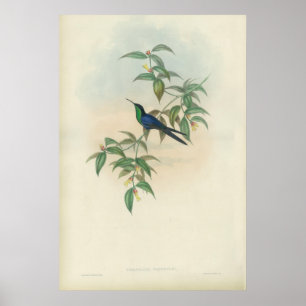 Groene en Blauwe Gould Hummingbird Poster