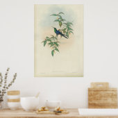 Groene en Blauwe Gould Hummingbird Poster (Keuken)
