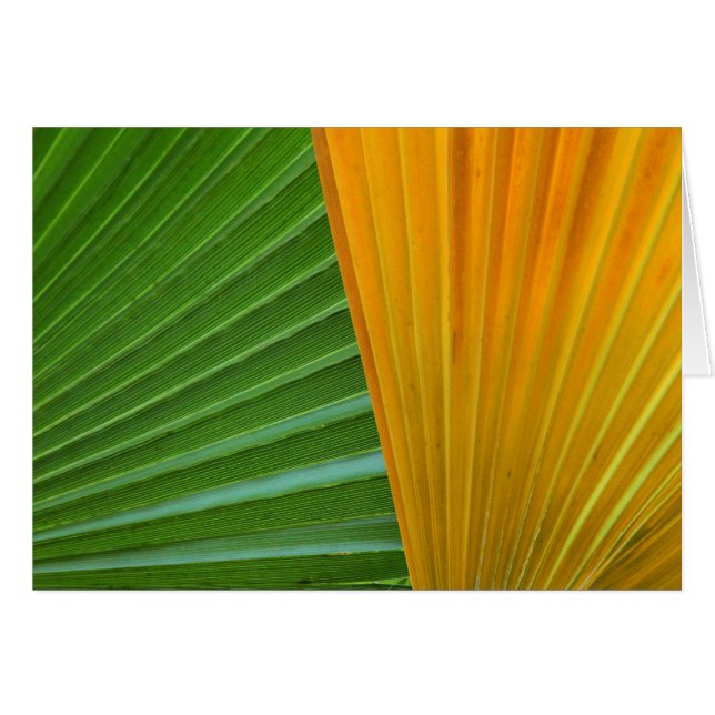 Groene en Gele Waaiersbladeren (Voorkant Horizontaal)