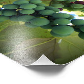 Groene en Paarse druiven op de wijnstok Foto Afdruk (Hoek)