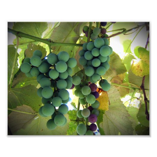 Groene en Paarse druiven op de wijnstok Foto Afdruk (Voorkant)