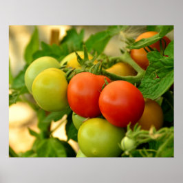 Groene en rode cherrytomaten aan de rank poster
