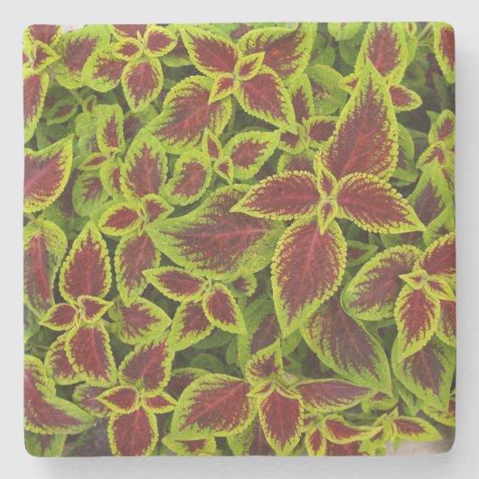 Groene en rode Coleus textuur, stenen Onderzetter (Voorkant)