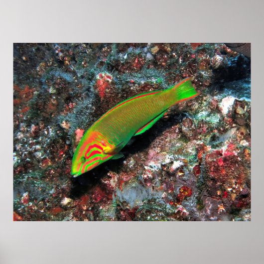 Groene en Rode Wrasse Poster (Voorkant)