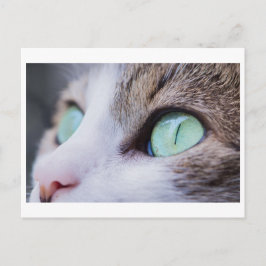 GROENE EYED CAT-FOTOGRAFIE BRIEFKAART