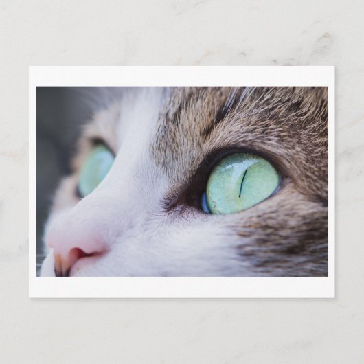 GROENE EYED CAT-FOTOGRAFIE BRIEFKAART (Voorkant)