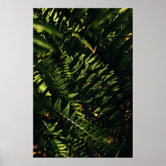 GROENE FERN-PLANT IN DICHTERE FOTOGRAFIE POSTER