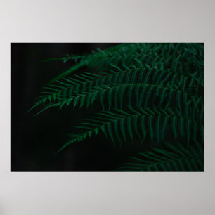 GROENE FERN-PLANT IN DICHTERE FOTOGRAFIE POSTER