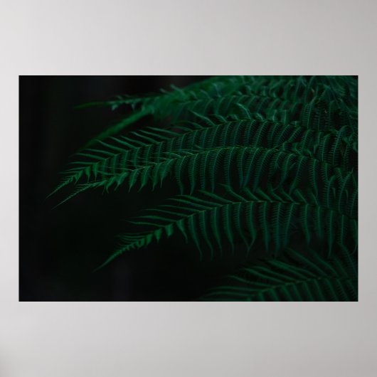 GROENE FERN-PLANT IN DICHTERE FOTOGRAFIE POSTER (Voorkant)