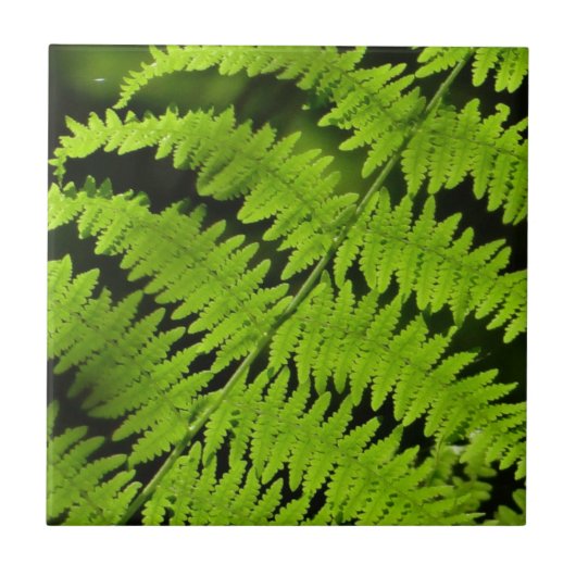 Groene fern tegeltje (Voorkant)
