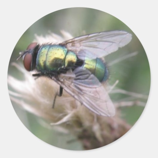 Groene flacon met Macro-Sticker Ronde Sticker (Voorkant)