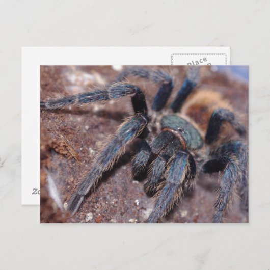 Groene flesje Blauwe Post Kaart (Voorkant / Achterkant)