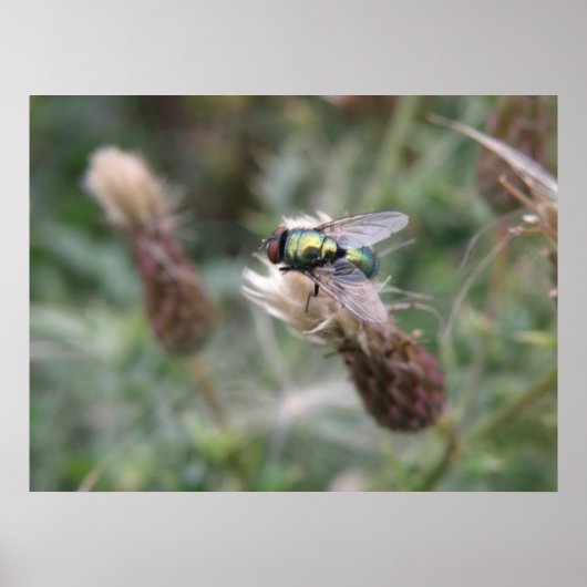 Groene flesje met Macro-Poster Poster (Voorkant)