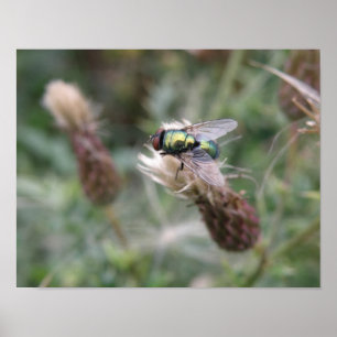 Groene Fliegen Macro Poster
