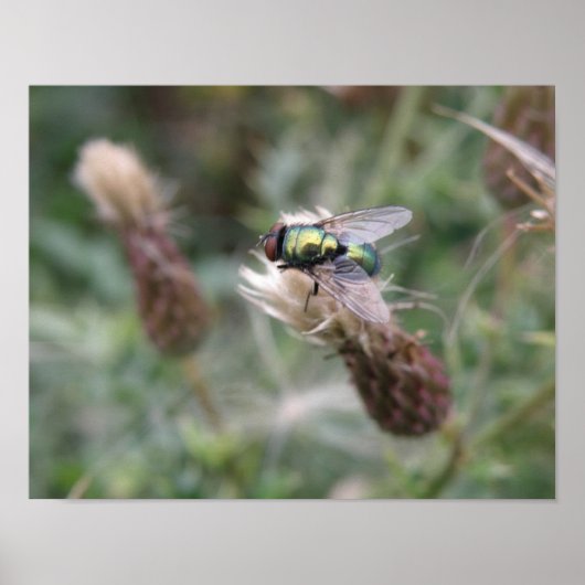 Groene Fliegen Macro Poster (Voorkant)