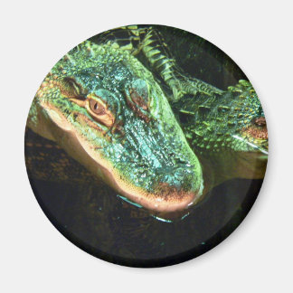 Groene Gators Magneet
