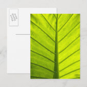 Groene geaderde bladeren van tropisch gebladerte i briefkaart (Voorkant / Achterkant)