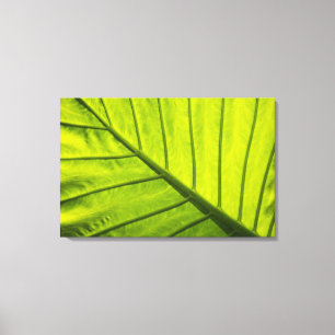 Groene geaderde bladeren van tropisch gebladerte i canvas afdruk