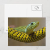 GROENE GEEL SCHAALD REPTILE FOTOGRAFIE VAN DE NEMI BRIEFKAART (Voorkant / Achterkant)
