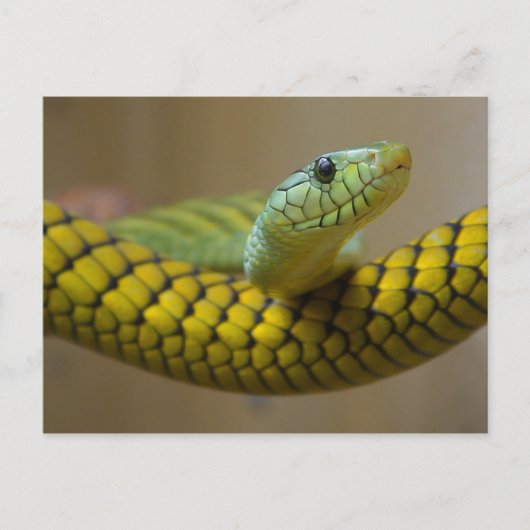 GROENE GEEL SCHAALD REPTILE FOTOGRAFIE VAN DE NEMI BRIEFKAART (Voorkant)