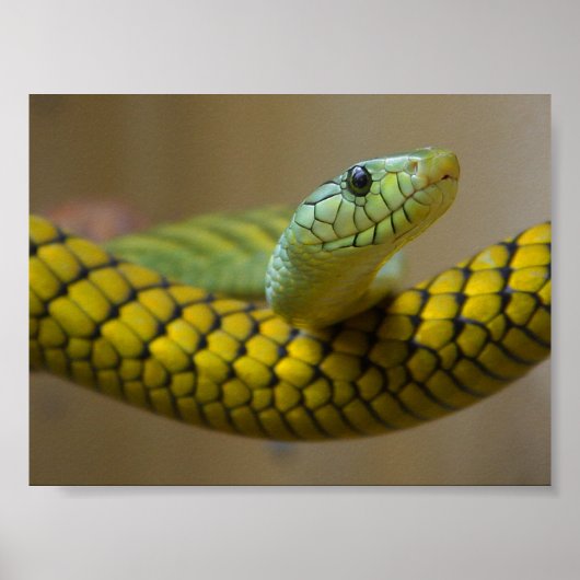 GROENE GEEL SCHAALD REPTILE FOTOGRAFIE VAN DE NEMI POSTER (Voorkant)