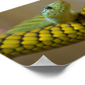 GROENE GEEL SCHAALD REPTILE FOTOGRAFIE VAN DE NEMI POSTER (Hoek)