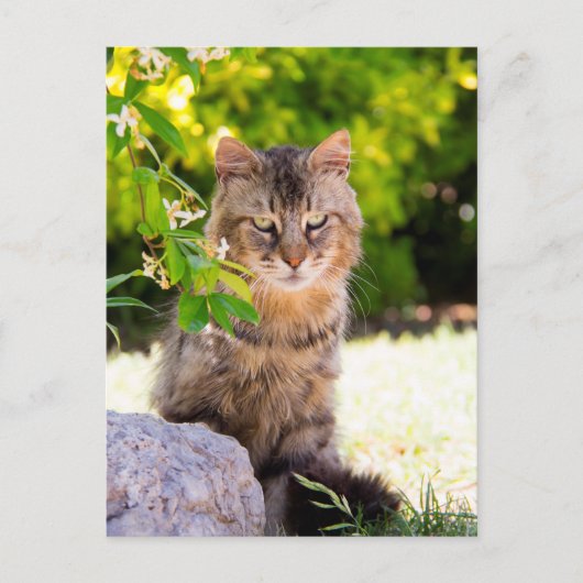 Groene geestte kat in het Briefkaart van Ravello (Voorkant)