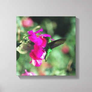 Groene gekleurde Carib-kolibrie op Bougainvillea Canvas Afdruk