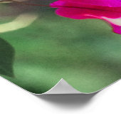 Groene gekleurde Carib-kolibrie op Bougainvillea Poster (Hoek)