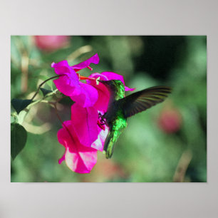 Groene gekleurde Carib-kolibrie op Bougainvillea Poster