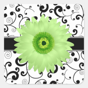 Groene Gerbera Daisy met zwarte Scroll Design Seal Vierkante Sticker