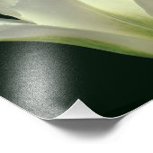 Groene gestreepte tulpenbloem Close-up 8x10 Foto Afdruk (Hoek)