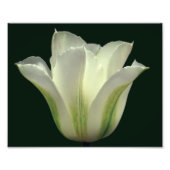 Groene gestreepte tulpenbloem Close-up 8x10 Foto Afdruk (Voorkant)