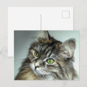 Groene geverfde kattenolie briefkaart (Voorkant / Achterkant)