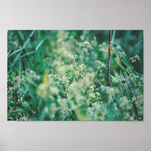 Groene grasbloemen verlaten Natuur van weide Poster